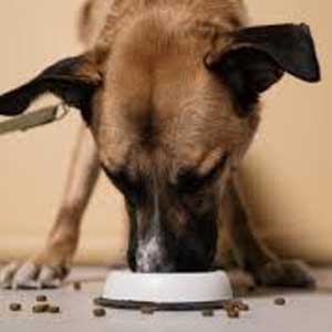 pienso perro esterilizado