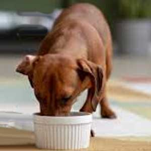 pienso perro pequeño