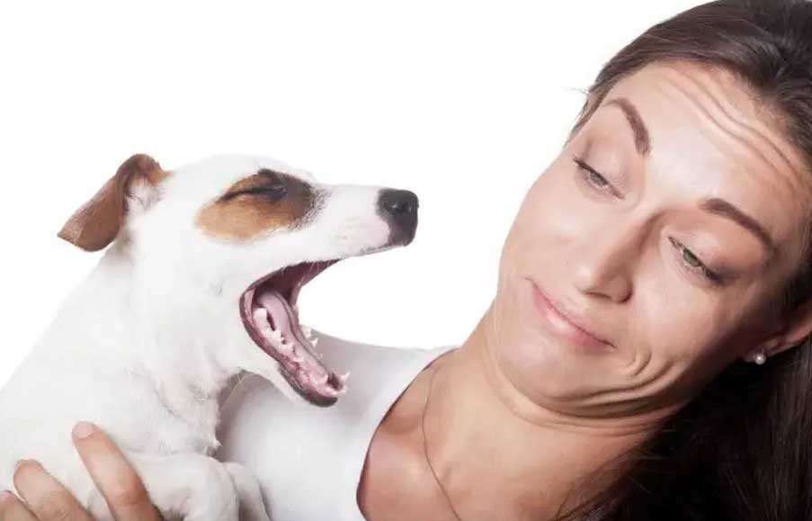 perro con mal aliento